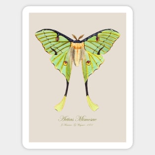 Moth - African Moon Moth, Actias Mimosae or Argema Mimosae Sticker